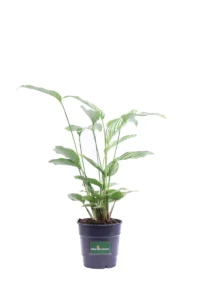 Calathea Vittata v12 egarden.store online