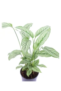 Calathea Vittata v12 egarden.store online