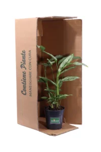 Calathea Vittata v12 egarden.store online