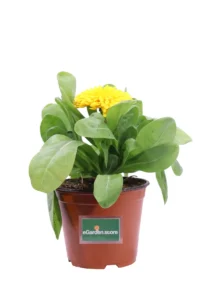 Calendula Gialla v14 egarden.store online