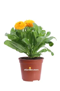 Calendula Officinalis Arancione v14 egarden.store online