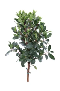 Corbezzolo Alberello v24 egarden.store 2 Corbezzolo Alberello v24 egarden.store online