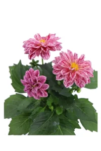 Dahlia Rosa v14 egarden.store 2 Dahlia Rosa v14 egarden.store online