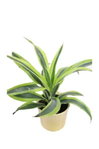 Dracena Lemon Lime v12 Deco egarden.store online