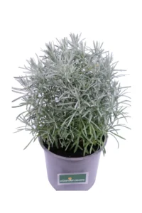 Elicriso v14 egarden.store online