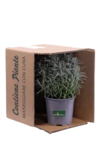 Elicriso v14 egarden.store online