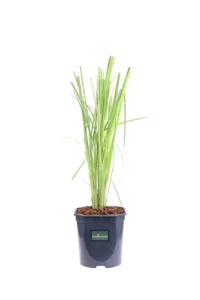 Erba Della Pampas - Cortaderia Selloana Alba v17 egarden.store online