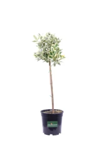 Euonymus Japonicus Albomarginatus Alberello v21 egarden.store online
