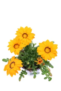 Gazania Arancione v14 egarden.store online