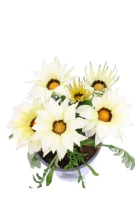 Gazania Crema v14 egarden.store online