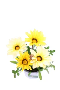 Gazania Gialla v14 egarden.store online