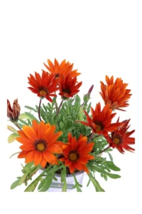 Gazania Rossa v14 egarden.store online