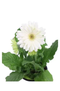 Gerbera Bianca v14 egarden.store online