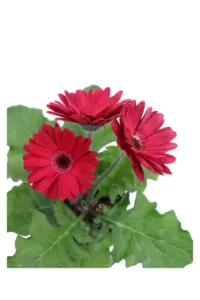 Gerbera Fucsia v14 egarden.store online
