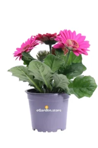 Gerbera Rosa Scuro v14 egarden.store online