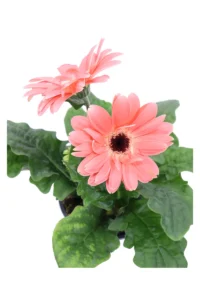 Gerbera - Varie Colorazioni