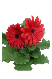 Gerbera Rossa v14 egarden.store online