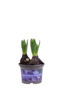 Giacinto Viola v12 egarden.store 1 Giacinto Viola v12 egarden.store online