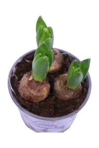 Giacinto v12 egarden.store 2 Giacinto v12 egarden.store online