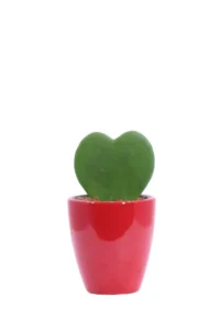 Hoya Kerrii Vaso Rosso v7 egarden.store online