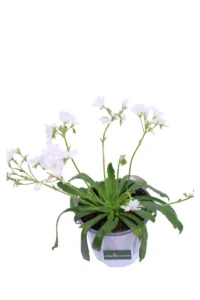 Lewisia Bianca v14 egarden.store online