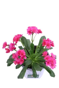 Lewisia Fucsia v14 egarden.store online