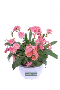 Lewisia Rosa v14 egarden.store online