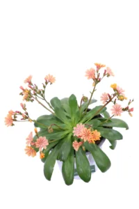 Lewisia Salmone v14 egarden.store online