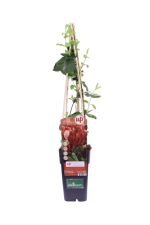 Lonicera japonica Red World v11 egarden.store online
