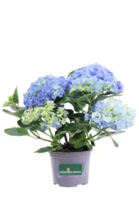 Ortensia Lilla v14 egarden.store online