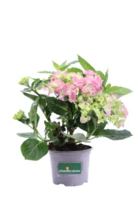 Ortensia Rosa v14 egarden.store online