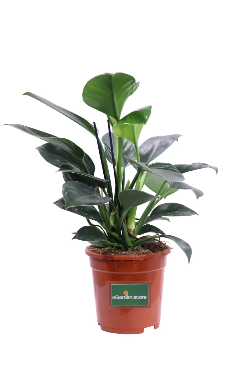 Philodendron Green Princess v17 egarden.store online
