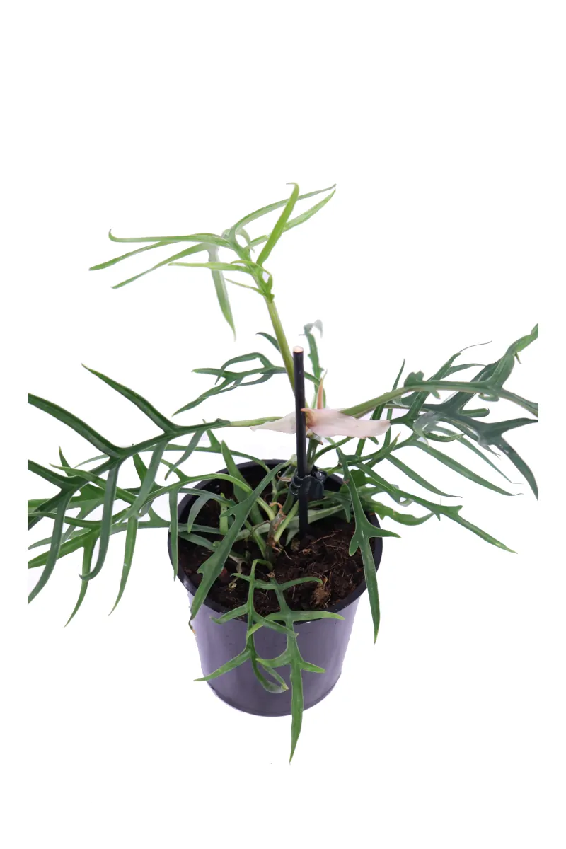 Philodendron Tortum Good Luck v12 egarden.store online