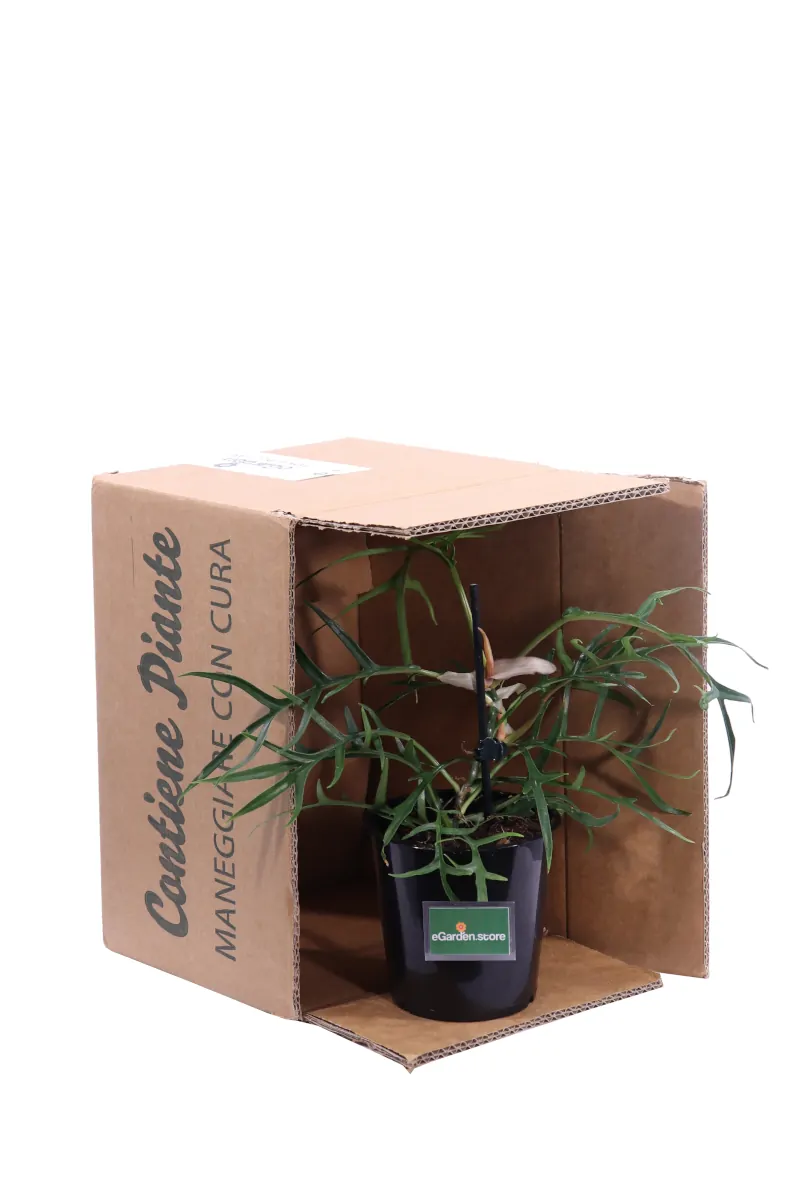 Philodendron Tortum Good Luck v12 egarden.store online