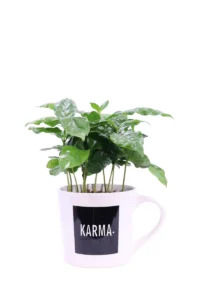 Pianta caffè Karma v10 egarden.store online