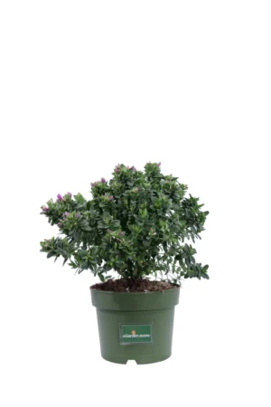 Polygala Myrtifolia Bibi Pink v17 egarden.store online