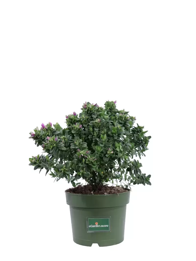 Polygala Myrtifolia Bibi Pink v17 egarden.store online