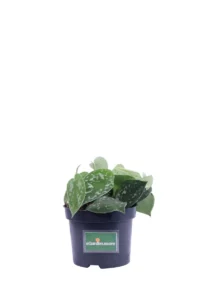 Pothos - Scindapsus Pictus Argyraeus