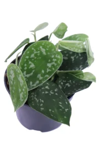 Pothos Pictus Argyraeus v12 egarden.store online