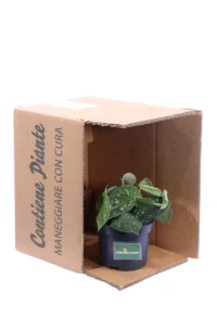 Pothos Pictus Argyraeus v12 egarden.store online