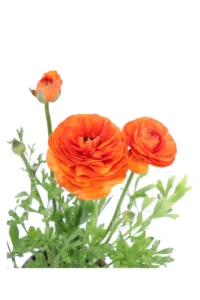 Ranuncolo Arancione v14 egarden.store online