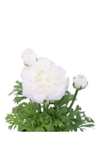 Ranuncolo Bianco v14 egarden.store online