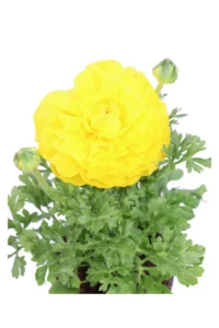 Ranuncolo - Varie Colorazioni