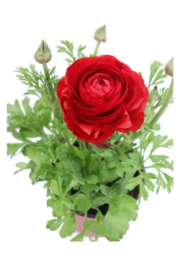 Ranuncolo - Varie Colorazioni