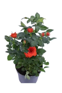 Rosa Kordana Arancione v12 egarden.store online