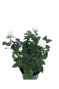 Rosa Kordana Bianca v12 egarden.store online