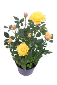 Rosa Kordana Gialla v12 egarden.store online
