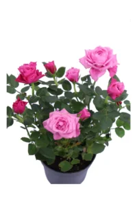 Rosa Kordana Rosa v12 egarden.store online