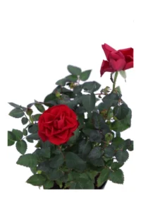 Rosa Kordana Rossa v12 egarden.store online
