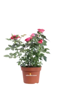 Rosellina Kordana Rosa Scuro v10 egarden.store online